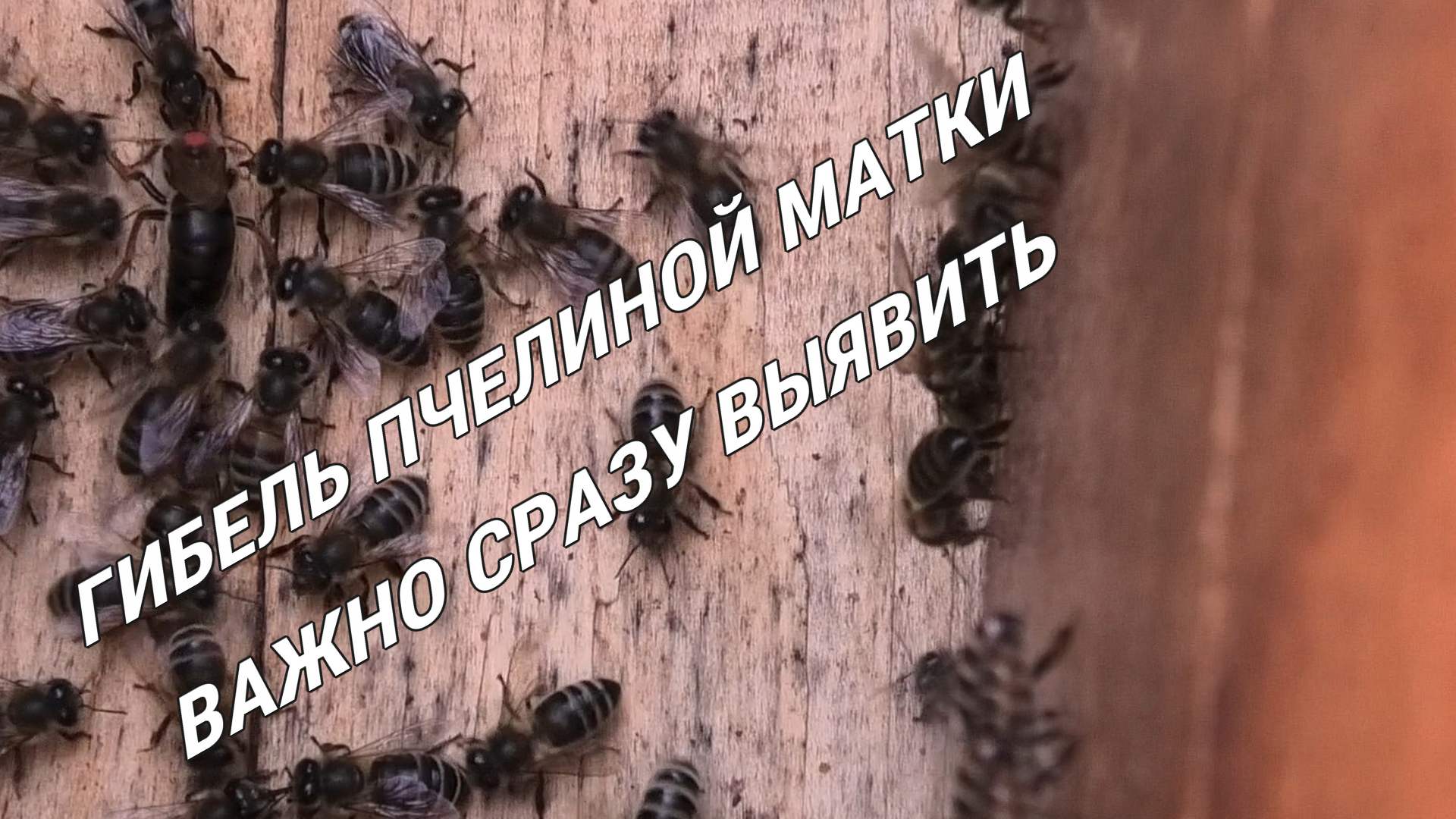 ГИБЕЛЬ ПЧЕЛИНОЙ МАТКИ смотреть онлайн