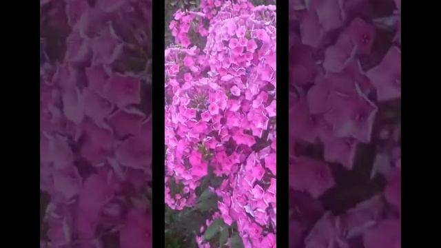 🤣🤣🤣Сулууларга суктанууга акым бар... Прощай осень 🍁🍂🌧️ смотреть онлайн