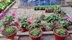 Когда выносить пеларгонию в сад. Как приучить к солнцу чтобы листья не получили ожегов.