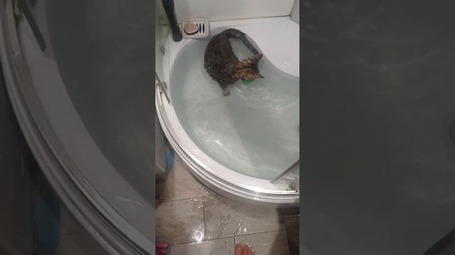 Водоплавающий кот)! смотреть онлайн