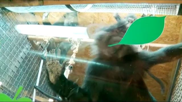 Как завести дома обезьянку? смотреть онлайн