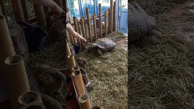 Сочи сегодня 2021 сентябрь.Зоопарк Рио- Совы, козочки, кролики, обезьянки.Счастье для детей смотреть онлайн