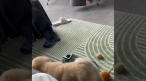 как кошка с собакой. Коты и собаки. Котики собачки