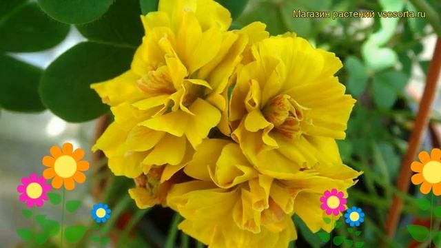 Кислица гибридная Дабл Трабл. Краткий обзор, описание характеристик Double Trouble смотреть онлайн