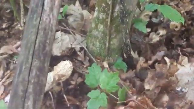 Грибы Краснодарского края .Веселка смотреть онлайн