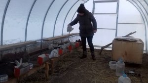 Кормление маленьких крольчат для быстрого роста