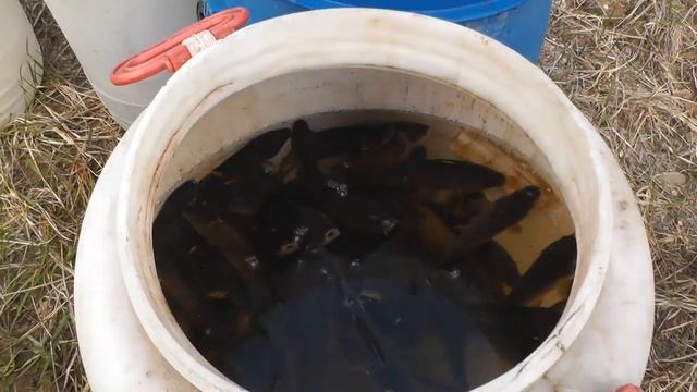 Какую рыбу выращивать в пруду на участке ? смотреть онлайн