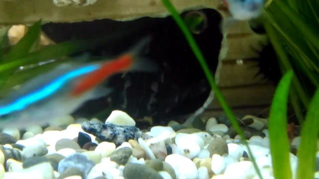 платидорас и агамиксис смотреть онлайн