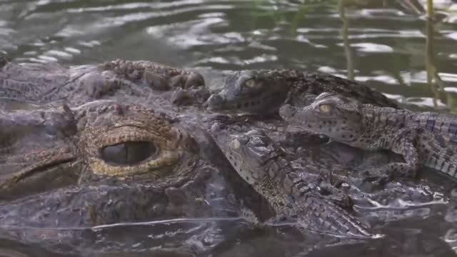 Нил. Дикие реки Африки смотреть онлайн