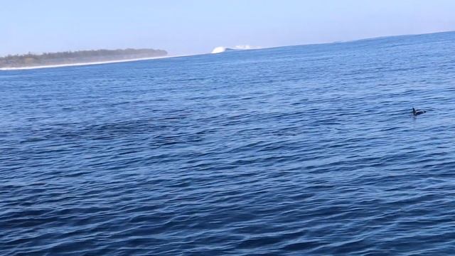 Плаваем с ДЕЛЬФИНАМИ в ОКЕАНЕ | подводная съёмка смотреть онлайн