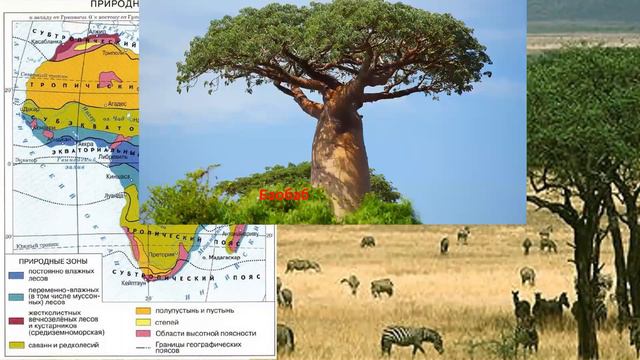 Природные зоны Африки. География 7 класс смотреть онлайн