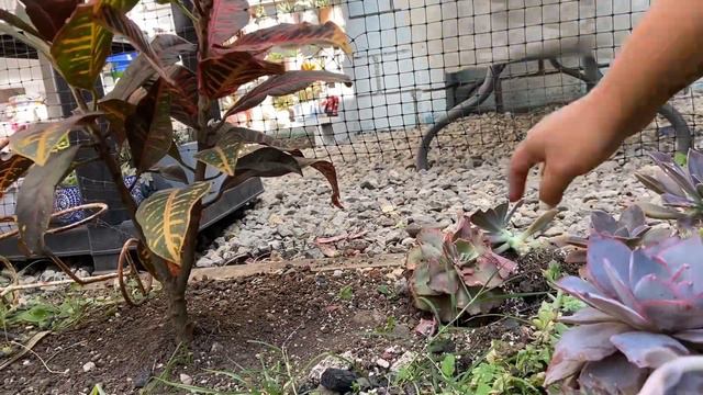 Suculentas sembradas en el suelo 😳🤔te cuento mi experiencia || trasplante de algunas de ellas. смотреть онлайн