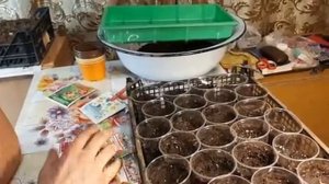 Семена Прорастут БЫСТРО этим способом ЛЮПИНЫ выращиваем из семян.mp4