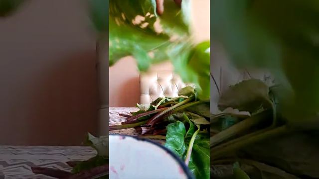 Лапух жалбырагы коп ооруга даары смотреть онлайн