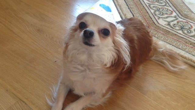 Сказка о маленькой собаке?