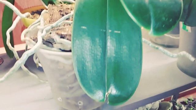 СЕМЕННАЯ КОРОБОЧКА ОРХИДЕИ ФАЛЕНОПСИС. 4 МЕСЯЦА ПОСЛЕ ОПЫЛЕНИЯ смотреть онлайн