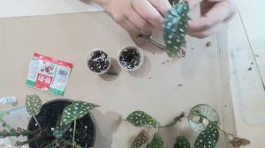 Бегония Макулата. Обрезка и эксперимент.