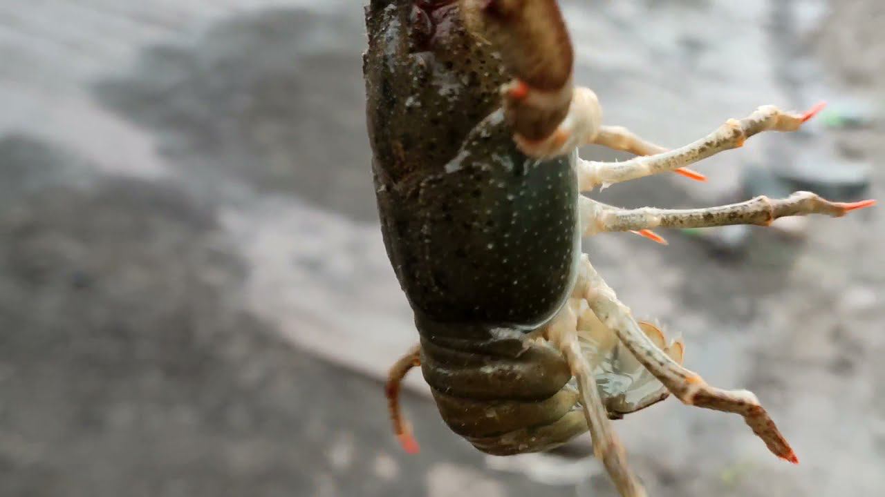 Выловили всех раков смотреть онлайн