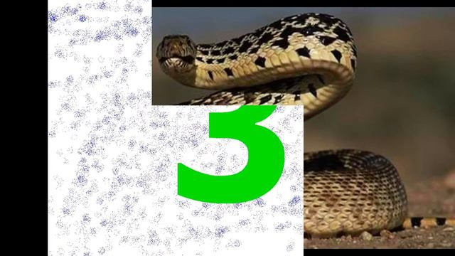 Топ 5 самых опасных жывотных смотреть онлайн