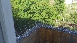 Недорогая и практичная защита от голубей