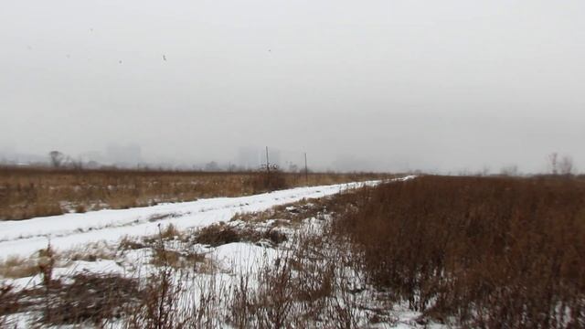 Ловля щеглов.Белобородый,норка. смотреть онлайн