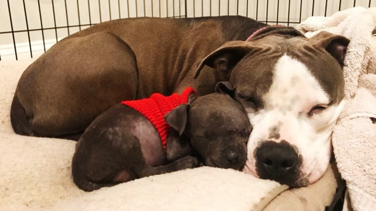 У беременной собаки замерли щенки, и она стала нянчить носки… но у этой истории счастливый конец! смотреть онлайн
