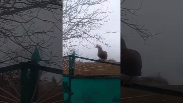 тишина длилась не долго, вертолеты смотреть онлайн