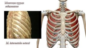 Мышцы груди
