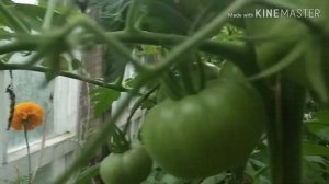 Томат Медвежья лапа,обзор.