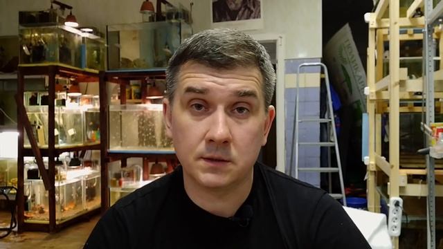 Как подготовить скалярий к нересту? смотреть онлайн