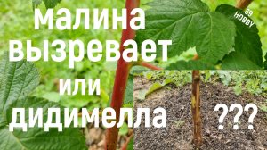 Как отличить вызревающий побег МАЛИНЫ от ДИДИМЕЛЛЫ!