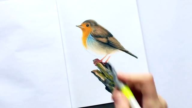 Copic markers speed drawing #12 / Рисую маркерами Copic малиновку смотреть онлайн