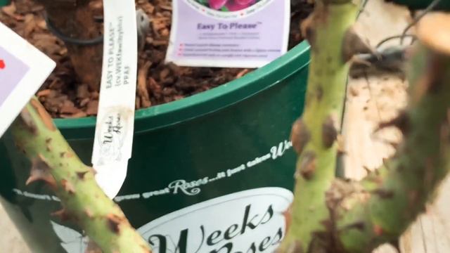 (Part 2) growing weeks roses смотреть онлайн