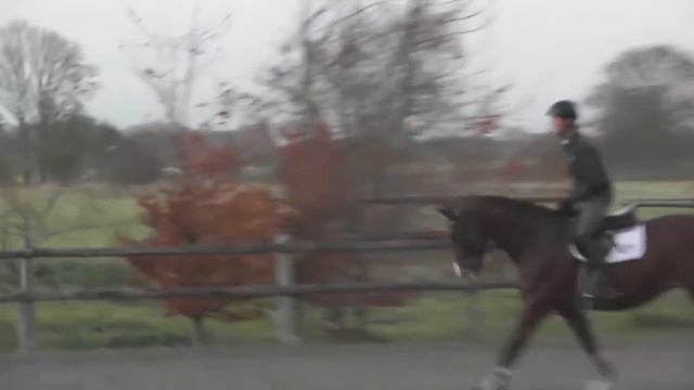 6 yo gelding by Corrido смотреть онлайн