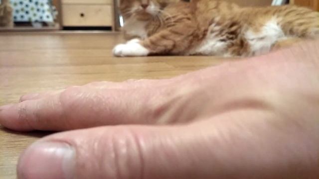 Вздулся линолеум! смотреть онлайн