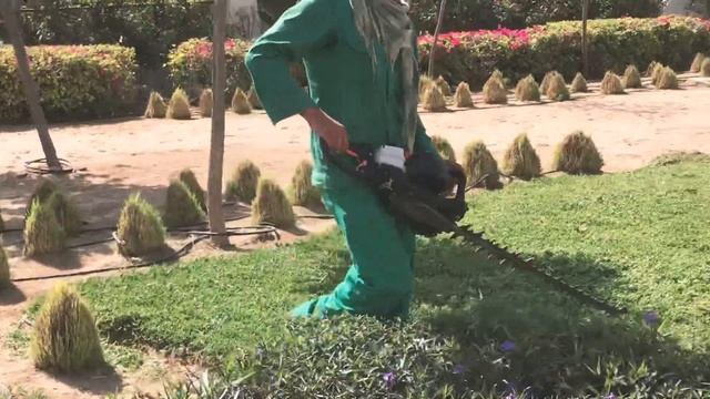 The Art of Trimming Mexican Petunias /ruellia смотреть онлайн