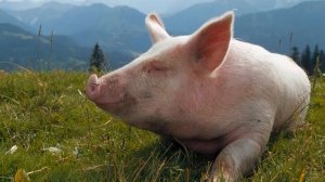 музыка для похорон [ Смотреть Онлаин ]