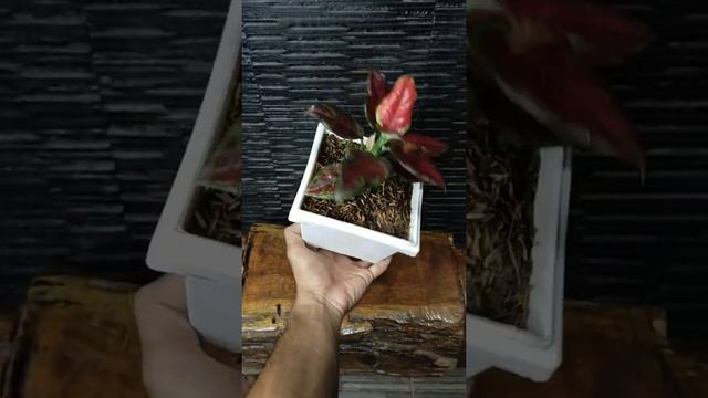 Aglaonema Black Maroon смотреть онлайн