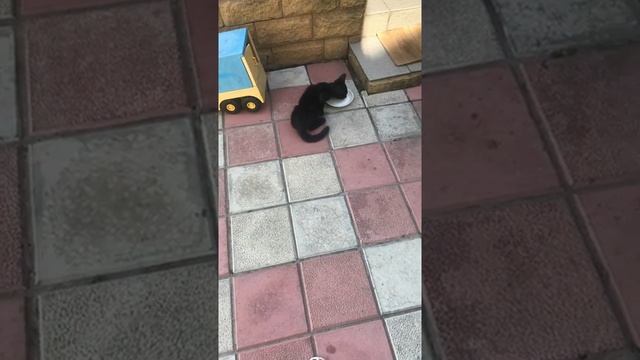 Чёрный котёнок оригинал смотреть онлайн