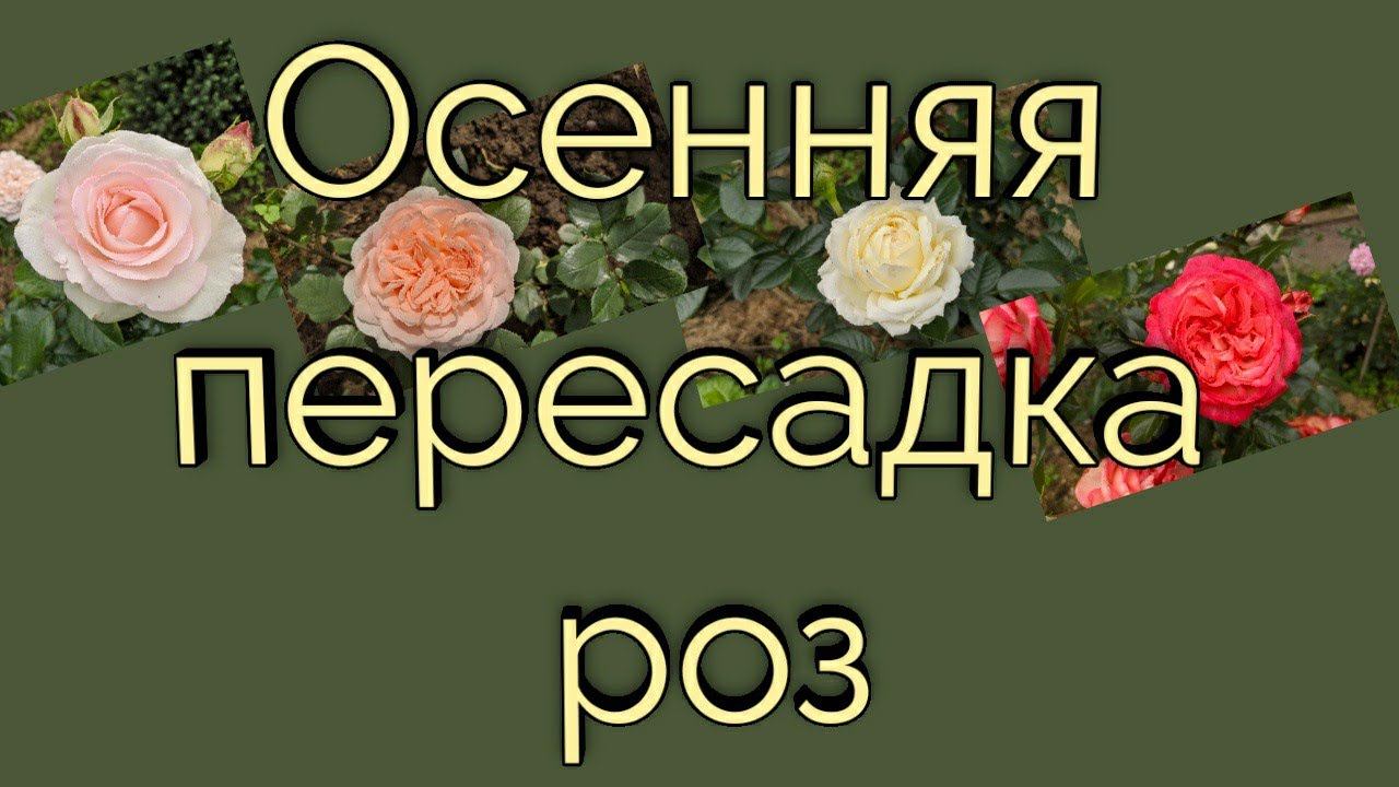 Осенняя пересадка роз. Отвечаю на вопросы. смотреть онлайн