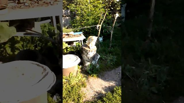 Карп!А вчера был маленький карась!Ну,очень маленький! смотреть онлайн