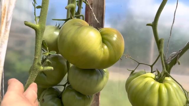 Бушует КЛАДОСПОРИОЗ ! Что делать ! смотреть онлайн