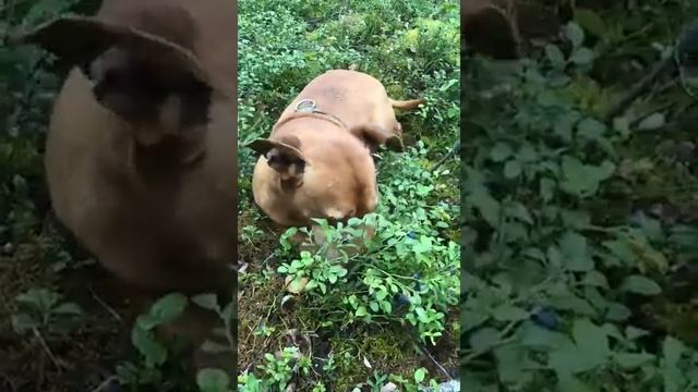 Пес лакомится черникой.