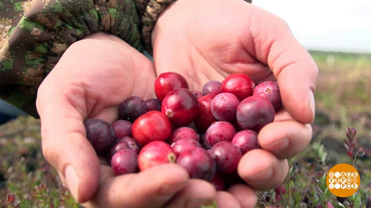 Время собирать клюкву. Доброе утро. Фрагмент выпуска от 14.09.2020