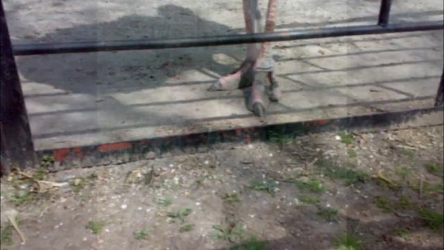 Посещение Николаевского зоопарка смотреть онлайн