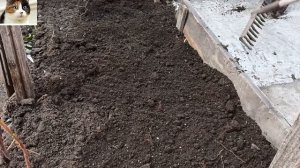 Как правильно сажать Малину весной в открытый грунт саженцами и когда можно