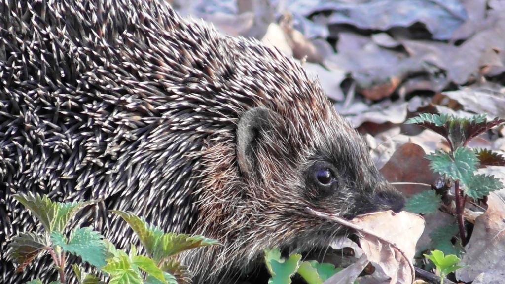 Ёж ( Erinaceus europaeus ) смотреть онлайн