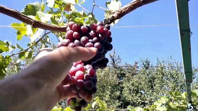 Оставил слабые побеги с соцветиями вместо сильных холостых и что из этого получилось смотреть онлайн