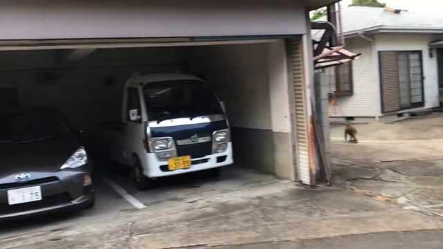 Япония: а в горах много диких и опасных обезьян) смотреть онлайн