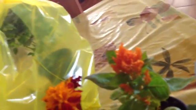 Греция. Покупки с магазина " Все по 1евро" смотреть онлайн